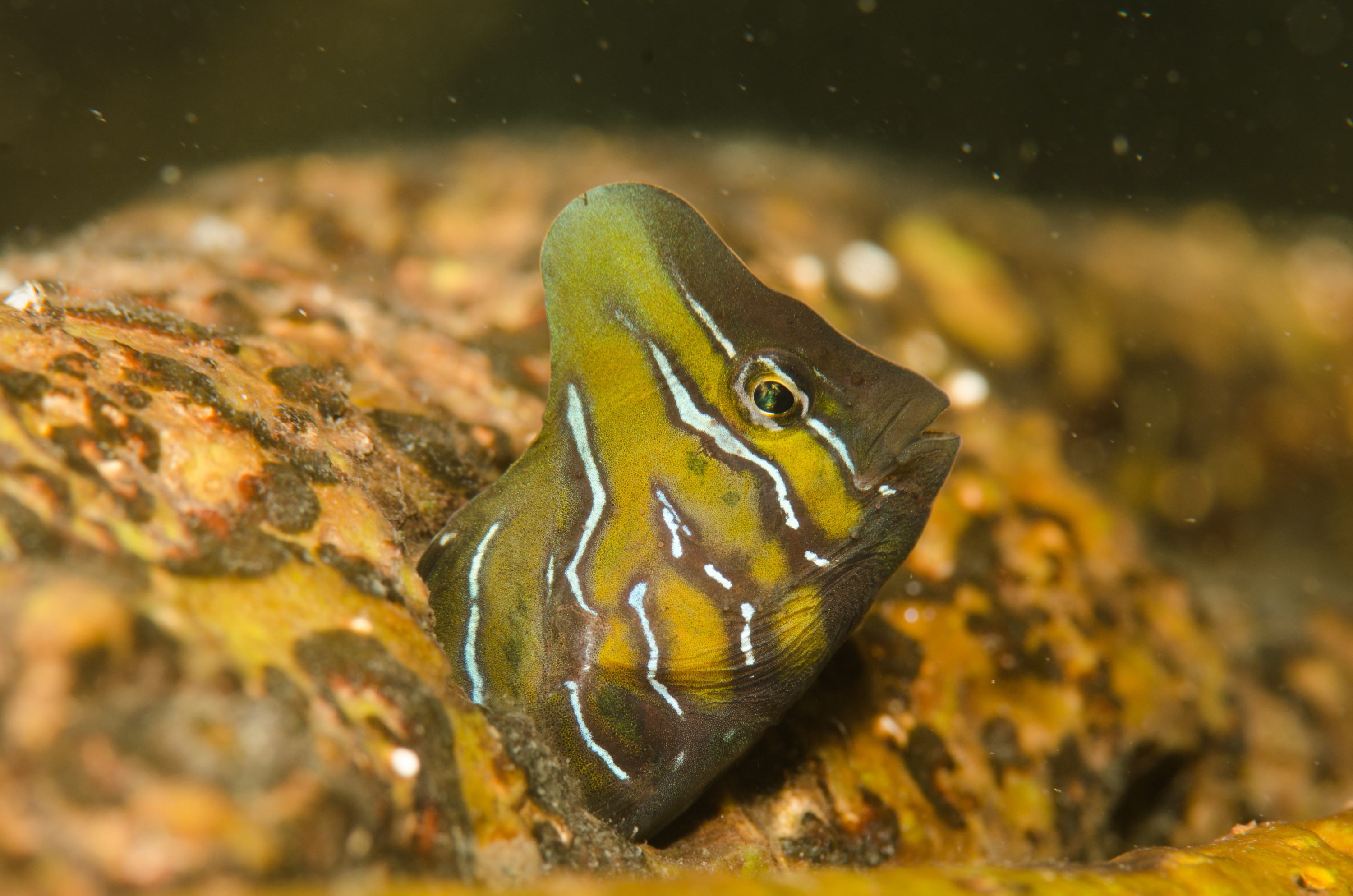 DSC_8416 – Australian, Omobranchus anolius, blenny, crispin, estuary, matapouri, new, nz, oyster, zealand, JAN17